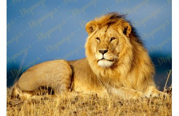 Съедобная картинка Животные №4_фото Съедобная картинка Животные №4